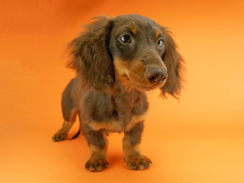 カニンヘンダックスフンド ベベ & ジャックの子犬 チョコタン 男の子（1）