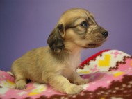 カニヘン　子犬　シェーデットクリーム女の子