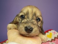 カニヘン　子犬　シェーデットクリーム女の子