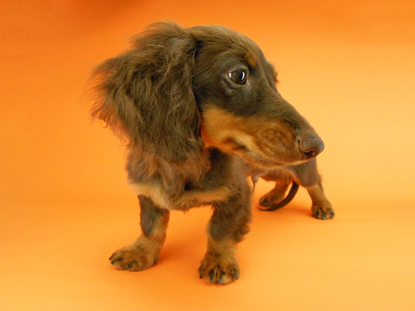 カニンヘンダックスフンド ベベ & ジャックの子犬 チョコタン 男の子（1）