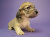 カニヘン　子犬　シェーデットクリーム女の子