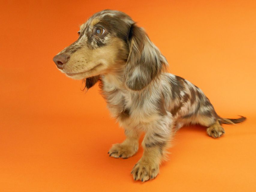 カニンヘンダックスフンド ゴマ & バロンの子犬 チョコダップルイエロー 男の子