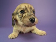 カニヘン　子犬　シェーデットクリーム女の子