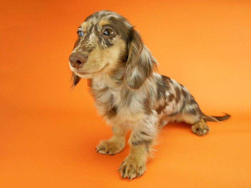 カニンヘンダックスフンド ゴマ & バロンの子犬 チョコダップルイエロー 男の子