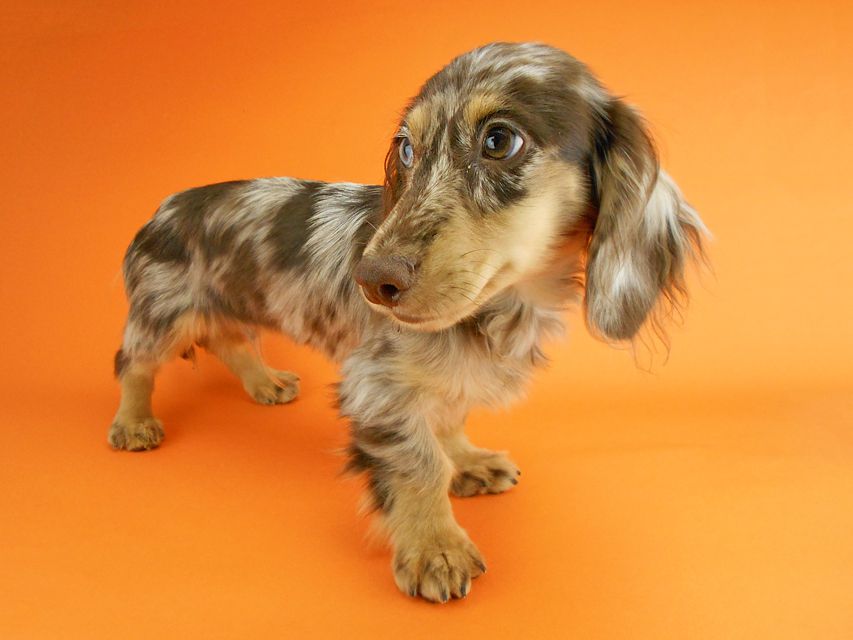 カニンヘンダックスフンド ゴマ & バロンの子犬 チョコダップルイエロー 男の子