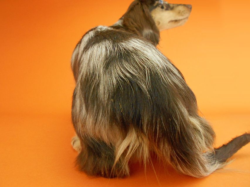 カニンヘンダックスフンド ゴマ & バロンの子犬 チョコダップルイエロー 男の子