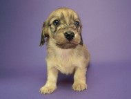 カニヘン　子犬　シェーデットクリーム女の子