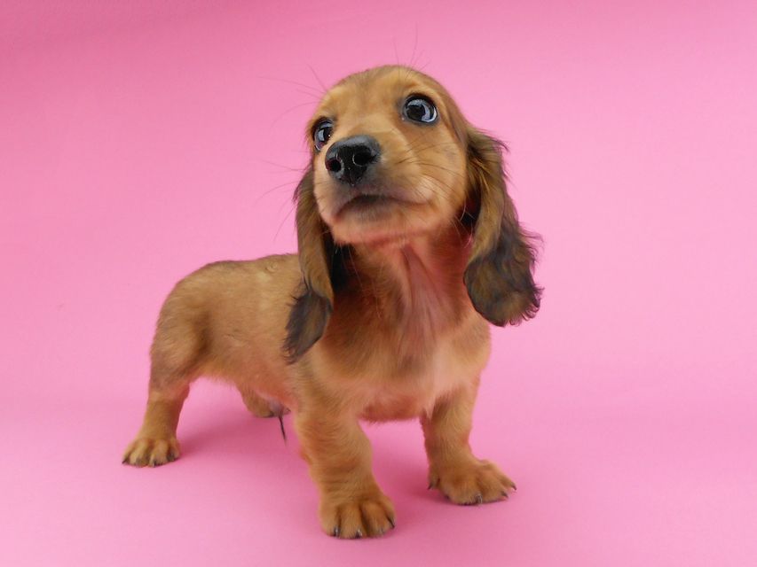 カニンヘンダックスフンド ひな2 & 竹千代の子犬 レッド 男の子