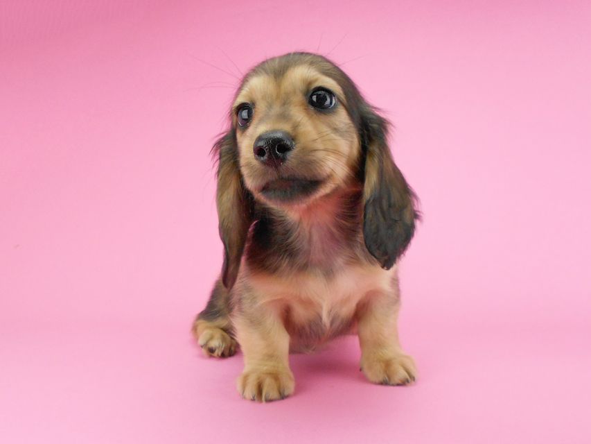 カニンヘンダックスフンド ひな2 & 竹千代の子犬 イエロー(クリーム) 女の子(1)DSCN3594 カニンヘンダックスフンド ひな2 & 竹千代の子犬 イエロー(クリーム) 女の子(1)