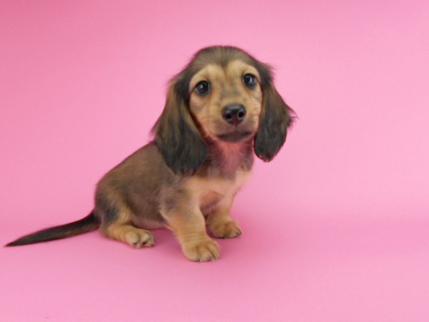 カニンヘンダックスフンド ひな2 & 竹千代の子犬 イエロー(クリーム) 女の子(1)DSCN3599 カニンヘンダックスフンド ひな2 & 竹千代の子犬 イエロー(クリーム) 女の子(1)