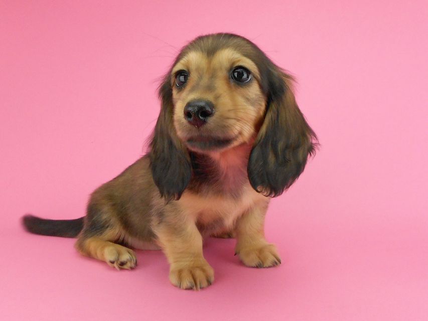 カニンヘンダックスフンド ひな2 & 竹千代の子犬 イエロー(クリーム) 女の子(1)DSCN3600 カニンヘンダックスフンド ひな2 & 竹千代の子犬 イエロー(クリーム) 女の子(1)