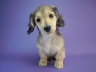 カニヘン　子犬　茨城県・Ｈ様　チビ太君