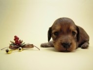 カニンヘン 子犬 シェーデットレット 男の子 ユジンの赤ちゃん 11/16生まれ