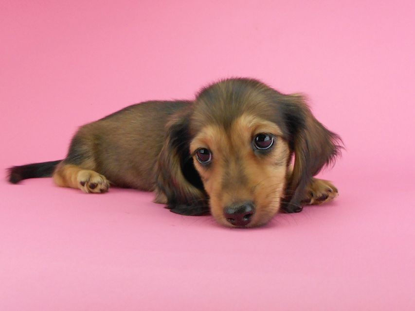 カニンヘンダックスフンド ひな2 & 竹千代の子犬 イエロー(クリーム) 女の子(1)DSCN3604 カニンヘンダックスフンド ひな2 & 竹千代の子犬 イエロー(クリーム) 女の子(1)