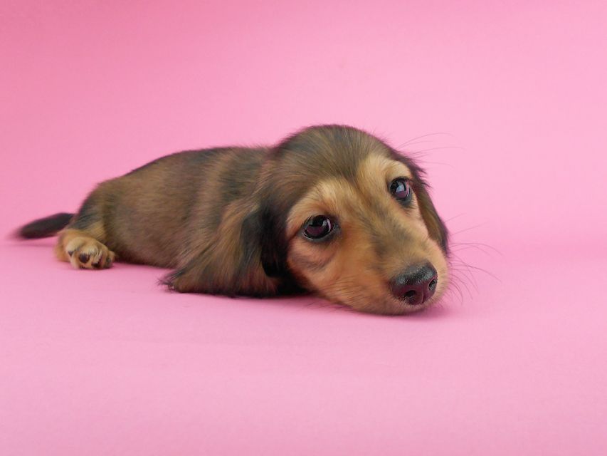 カニンヘンダックスフンド ひな2 & 竹千代の子犬 イエロー(クリーム) 女の子(1)DSCN3605 カニンヘンダックスフンド ひな2 & 竹千代の子犬 イエロー(クリーム) 女の子(1)