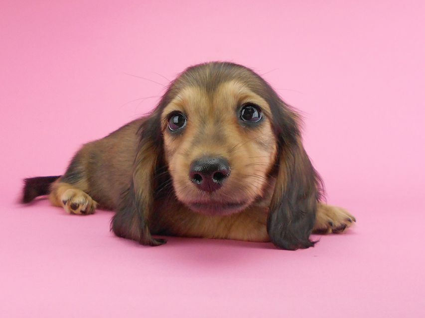 カニンヘンダックスフンド ひな2 & 竹千代の子犬 イエロー(クリーム) 女の子(1)DSCN3610 カニンヘンダックスフンド ひな2 & 竹千代の子犬 イエロー(クリーム) 女の子(1)