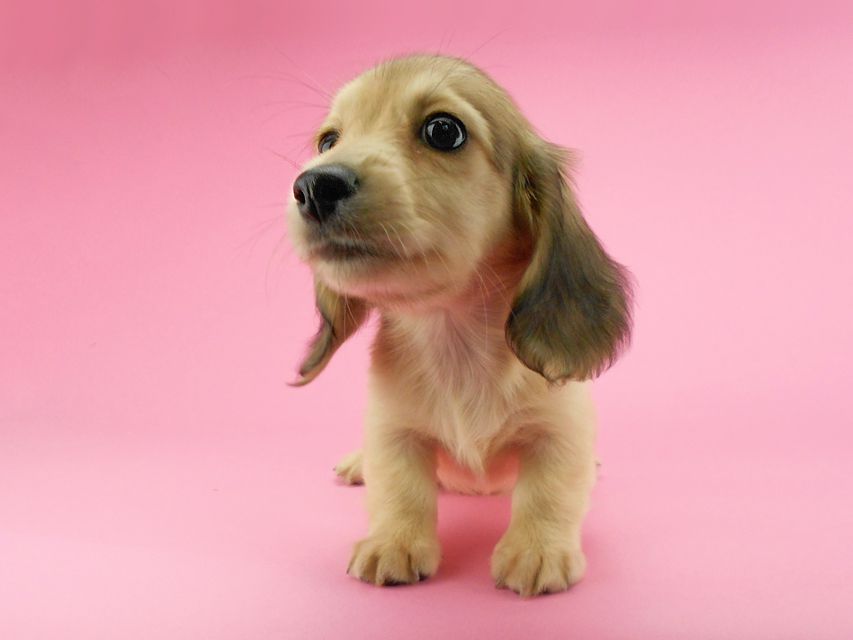 カニンヘンダックスフンド ひな2 & 竹千代の子犬 イエロー(クリーム) 女の子(2)DSCN3612 カニンヘンダックスフンド ひな2 & 竹千代の子犬 イエロー(クリーム) 女の子(2)