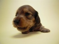 カニンヘン 子犬 シェーデットレット 男の子 ユジンの赤ちゃん 11/16生まれ