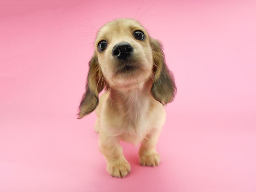 カニンヘンダックスフンド ひな2 & 竹千代の子犬 イエロー(クリーム) 女の子(2)DSCN3615 カニンヘンダックスフンド ひな2 & 竹千代の子犬 イエロー(クリーム) 女の子(2)