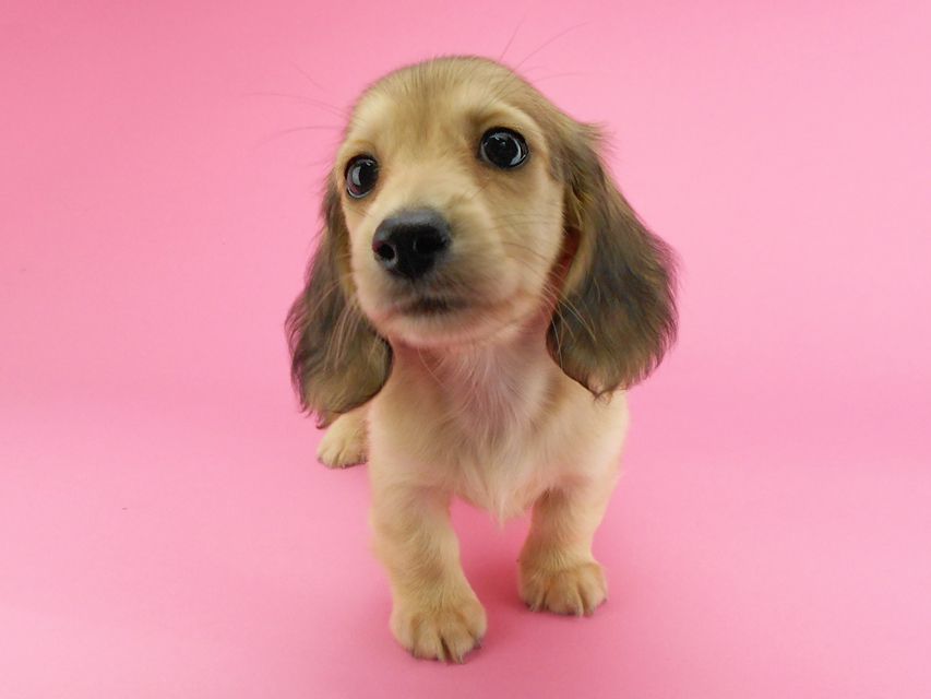 カニンヘンダックスフンド ひな2 & 竹千代の子犬 イエロー(クリーム) 女の子(2)DSCN3616 カニンヘンダックスフンド ひな2 & 竹千代の子犬 イエロー(クリーム) 女の子(2)