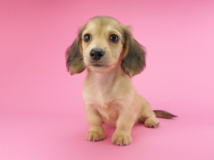 カニンヘンダックスフンド ひな2 & 竹千代の子犬 イエロー(クリーム) 女の子(2)DSCN3618 カニンヘンダックスフンド ひな2 & 竹千代の子犬 イエロー(クリーム) 女の子(2)