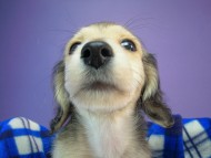 カニヘン 子犬 茨城県・H様 チビ太君 カニヘン 子犬 茨城県・H様 チビ太君