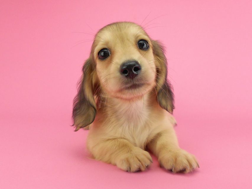 カニンヘンダックスフンド ひな2 & 竹千代の子犬 イエロー(クリーム) 女の子(2)DSCN3626 カニンヘンダックスフンド ひな2 & 竹千代の子犬 イエロー(クリーム) 女の子(2)