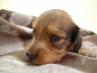 カニンヘン 子犬 シェーデットレット 男の子 ユジンの赤ちゃん 11/16生まれ