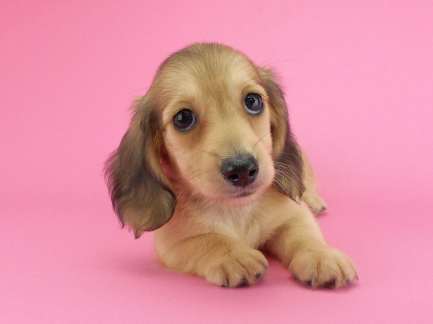 カニンヘンダックスフンド ひな2 & 竹千代の子犬 イエロー(クリーム) 女の子(2)DSCN3630 カニンヘンダックスフンド ひな2 & 竹千代の子犬 イエロー(クリーム) 女の子(2)