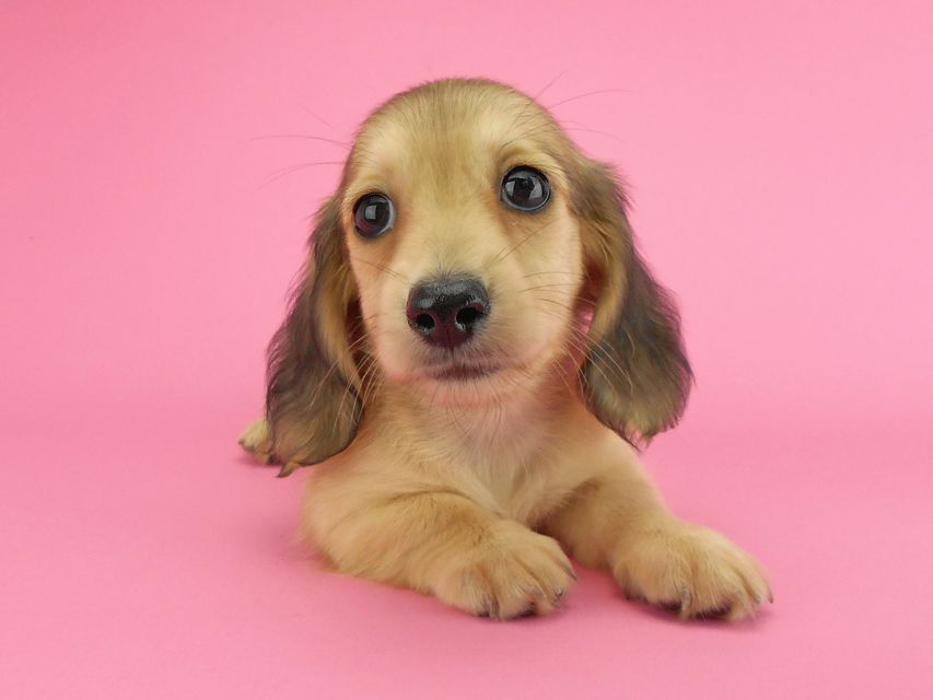 カニンヘンダックスフンド ひな2 & 竹千代の子犬 イエロー(クリーム) 女の子(2)DSCN3632 カニンヘンダックスフンド ひな2 & 竹千代の子犬 イエロー(クリーム) 女の子(2)