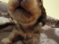 カニンヘン 子犬 シェーデットレット 男の子 ユジンの赤ちゃん 11/16生まれ