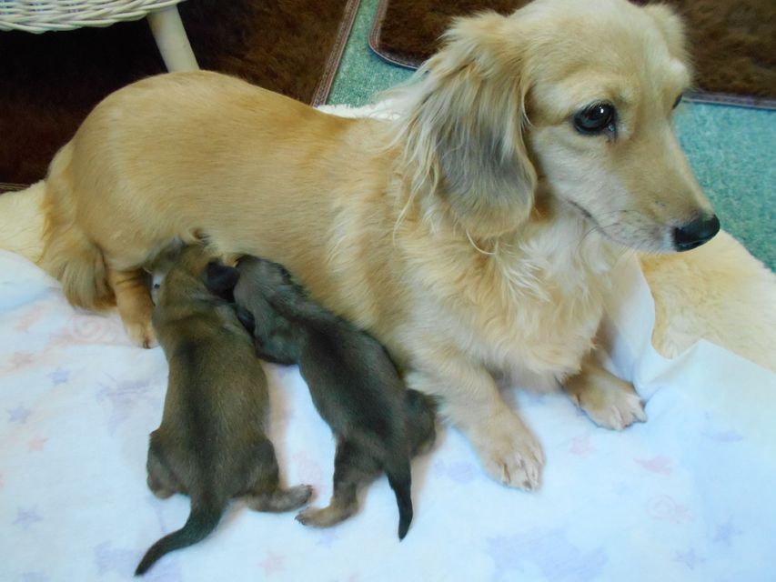 カニンヘンダックスフンド アン2　9/28出産しました