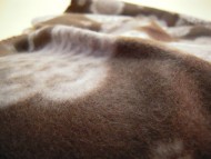 カニンヘン 子犬 シェーデットレット 男の子 ユジンの赤ちゃん 11/16生まれ