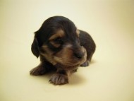 カニンヘン 子犬 シェーデットクリーム 男の子 ユジンの赤ちゃん 11/16生まれ カニンヘン 子犬 シェーデットクリーム 男の子 ユジンの赤ちゃん 11/16生まれ