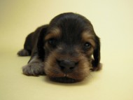 カニンヘン 子犬 シェーデットクリーム 男の子 ユジンの赤ちゃん 11/16生まれ カニンヘン 子犬 シェーデットクリーム 男の子 ユジンの赤ちゃん 11/16生まれ