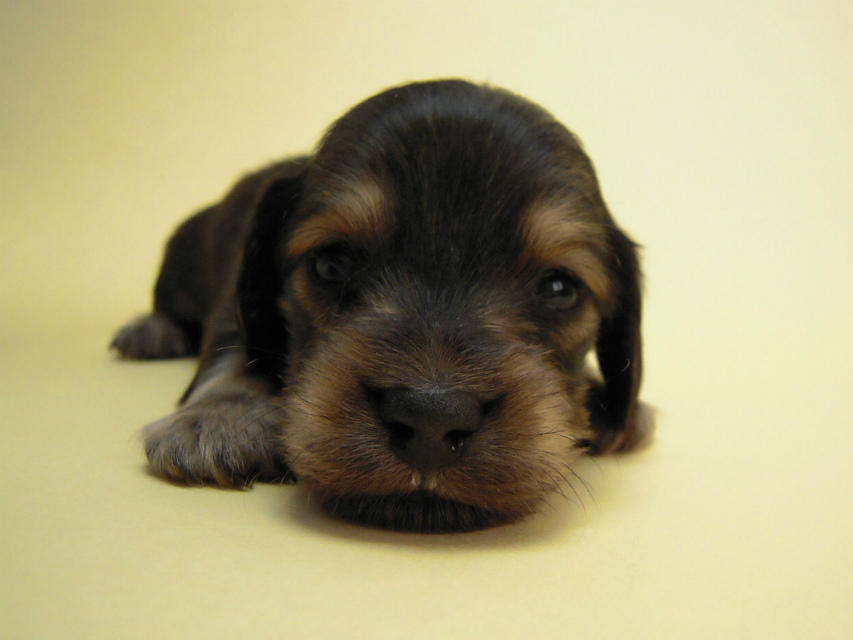 カニンヘン 子犬 シェーデットクリーム 男の子 ユジンの赤ちゃん 11/16生まれ カニンヘン 子犬 シェーデットクリーム 男の子 ユジンの赤ちゃん 11/16生まれ