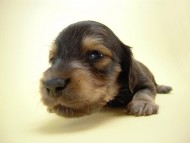 カニンヘン 子犬 シェーデットクリーム 男の子 ユジンの赤ちゃん 11/16生まれ カニンヘン 子犬 シェーデットクリーム 男の子 ユジンの赤ちゃん 11/16生まれ