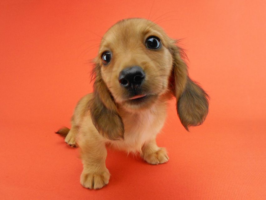 カニンヘンダックスフンド シャーロットcs & ジムダンディの子犬 レッド 女の子