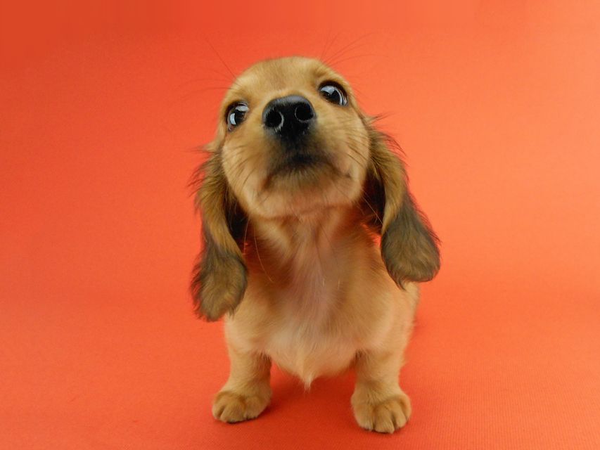 カニンヘンダックスフンド シャーロットcs & ジムダンディの子犬 レッド 女の子