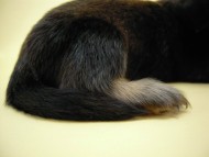 カニンヘン 子犬 シェーデットクリーム 男の子 ユジンの赤ちゃん 11/16生まれ カニンヘン 子犬 シェーデットクリーム 男の子 ユジンの赤ちゃん 11/16生まれ