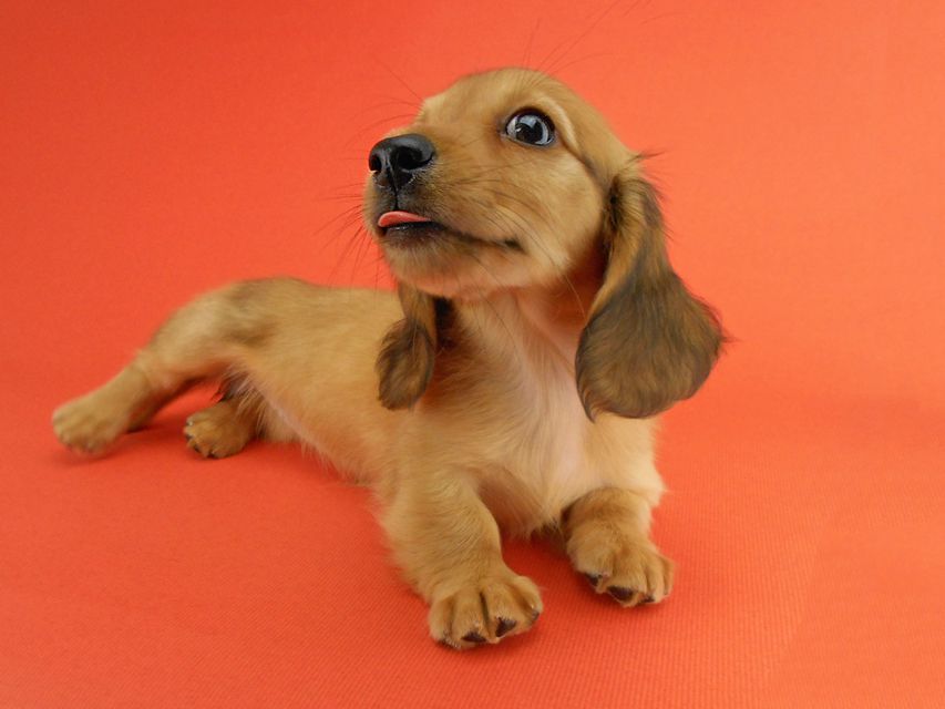 カニンヘンダックスフンド シャーロットcs & ジムダンディの子犬 レッド 女の子