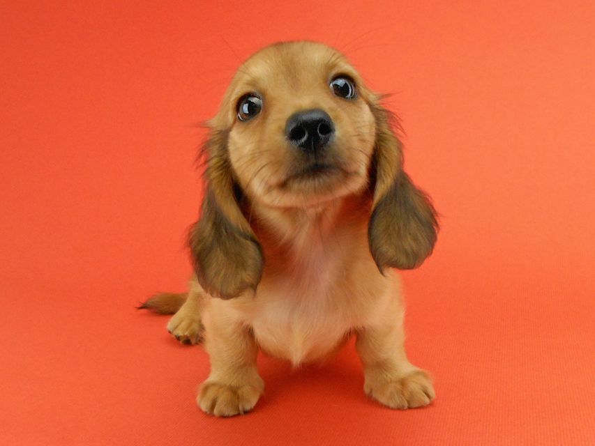 カニンヘンダックスフンド シャーロットcs & ジムダンディの子犬 レッド 女の子