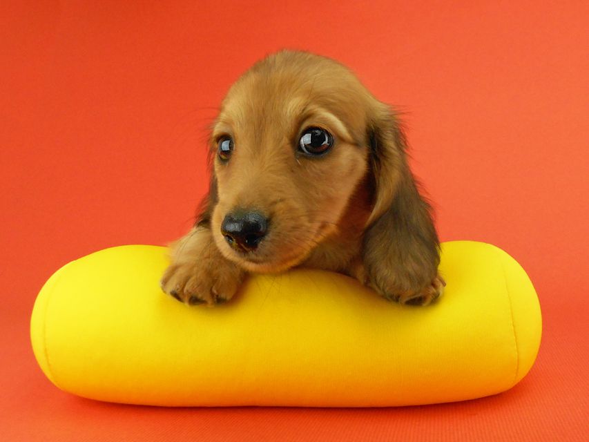 カニンヘンダックスフンド シャーロットcs & ジムダンディの子犬 レッド 女の子