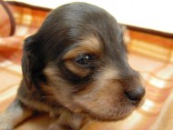 カニンヘン 子犬 シェーデットクリーム 男の子 ユジンの赤ちゃん 11/16生まれ カニンヘン 子犬 シェーデットクリーム 男の子 ユジンの赤ちゃん 11/16生まれ