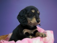 カニヘン　子犬　ブラクリ女の子　新潟県・Ｈ様