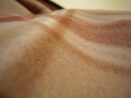 カニンヘン 子犬 シェーデットクリーム 男の子 ユジンの赤ちゃん 11/16生まれ