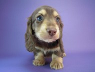 カニヘン　子犬　チョコクリーム男の子　神奈川県・Ｅ様