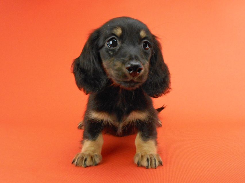 カニンヘンダックスフンド ペコ & ナイトの子犬 ブラックイエロー（ブラッククリーム） 女の子（2）