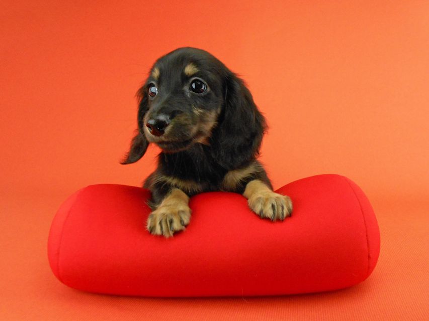 カニンヘンダックスフンド ペコ & ナイトの子犬 ブラックイエロー（ブラッククリーム） 女の子（2）