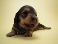 カニンヘン 子犬 シェーデットクリーム 女の子 ユジンの赤ちゃん 11/16生まれ